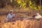 Craftsperson working. Old woman weaving the mat. Senior women making the traditional mat. Old Women weaving mat by straw on rice