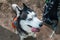 Crafty Dog husky portrait, top view. Head of cute Siberian husky. Dog looking at camera stuck out his tongue. Close up.