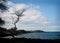 Craggy Tree seaside Hawaii