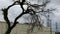 Craggy tree in winter sky, bent and gnarled in South Texas