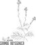 Crambe abyssinica plant contour vector illustration