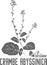 Crambe abyssinica plant silhouette vector illustration