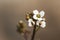 Crambe hispanica Abyssinian kale delicate plant of the Cruciferae family with small white flowers