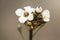 Crambe hispanica Abyssinian kale delicate plant of the Cruciferae family with small white flowers