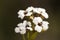 Crambe hispanica Abyssinian kale delicate plant of the Cruciferae family with small white flowers