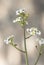 Crambe hispanica Hispanic crambe small and beautiful white flower with a waxy appearance with yellowish green stamens on a reddish