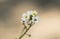 Crambe hispanica Hispanic crambe small and beautiful white flower with a waxy appearance with yellowish green stamens on a reddish