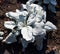 Crambe maritima, common name sea kale, seakale or crambe