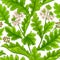 crambe plant pattern on white background