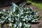 Crambe pontica in the experimental plot