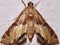 Crambid snout moth Crambidae Acentropinae - Petrophila species