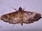 Crambidae moth (grass moth) - Crambinae unknown species