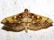 Crambidae moth (grass moth) - Crambinae unknown species