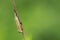 Crambus lathoniellus moth