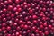 Cranberries background.