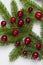 Cranberries on a Christmas tree branch.