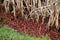 Cranberries Floating in Water Along Rushes and Reeds