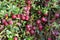 The cranberries ordinary lat. Vaccinium oxycoccos