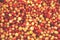 Cranberries. Red and orange background of ripe juicy autumn berries