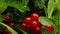 Cranberries, small red mountain fruit, green leaves and dark background. Red berries. Nature.