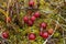 Cranberries on sphagnum moss. Vaccinium oxycoccos