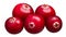 Cranberries v. oxycoccus pile, paths