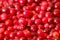 Cranberry background