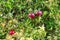 Cranberry berries lat. Vaccinium oxycoccos close-up