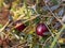 Cranberry berry macro boreal northern swamp food