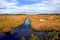 Cranberry Bog and Irrigation Canal In New Jersey