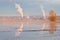 Cranberry Bog Reflection, Richmond, British Columb