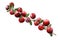 Cranberry branch composition, clipping paths