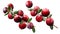 Cranberry branch composition, clipping paths