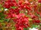 Cranberry bush bright red foliage and berries flamboyant colors in fall