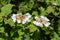 Cranberry bush viburnum (viburnum trilobum) flowers