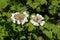 Cranberry bush viburnum (viburnum trilobum) flowers