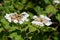 Cranberry bush viburnum (viburnum trilobum) flowers