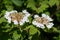 Cranberry bush viburnum (viburnum trilobum) flowers