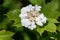 Cranberry bush viburnum (viburnum trilobum) flowers