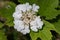 Cranberry bush viburnum (viburnum trilobum) flowers