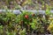 Cranberry bushes grow in the forest on moss.