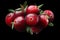 Cranberry composition, clipping paths