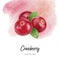 Cranberry composition watercolor hand drawn illustration on watercolor splash background.