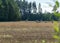 Cranberry-feeding field, bird migration in spring and autumn