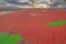 Cranberry fields at sunset