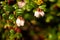 Cranberry Flowers with narrow focus