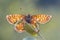 Cranberry Fritillary seen from underside