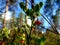 Cranberry growing in wild Siberia