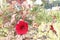 Cranberry hibiscus flower plant on farm