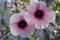 Cranberry Hibiscus Flowers